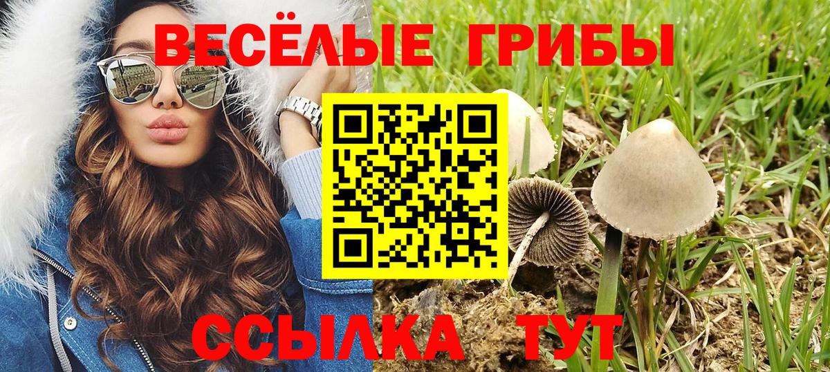 Псилоцибиновые грибы Psilocybe Егорьевск